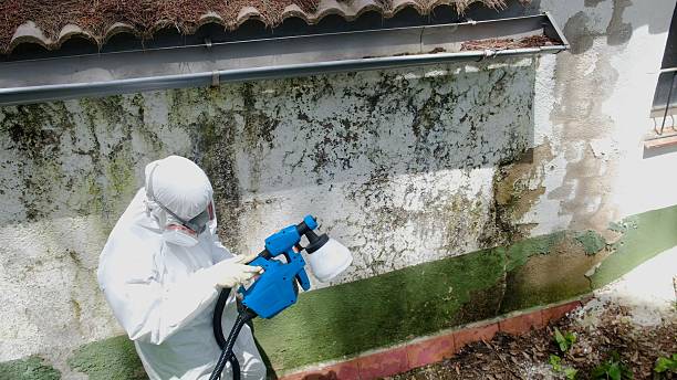 Top rated local Crawl Space Mold Removal specialists in Denton, MD